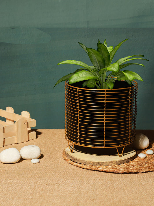 Luxurious Golden Net Black Planter