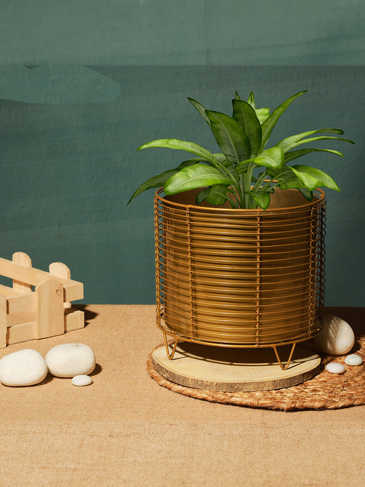 Luxurious  Black Net Golden  Planter