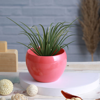 Nectera Metal Planter (Pink/Blue) - Set Of Two