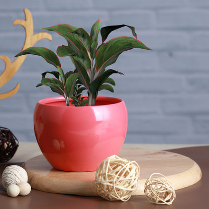 Nectera Metal Planter (Purple/Pink/Green) - Set Of Three